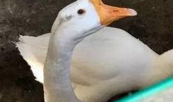 五哥爆料大鹅视频,大鹅视频背后的惊人真相